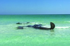 Manatees ‘making merry’ leave beachgoers concerned item-thumbnail