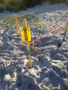Respect turtle nests this holiday weekend item-thumbnail