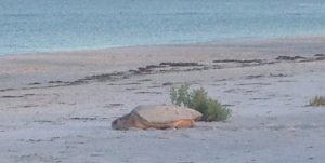 Turtle hatchlings continue to defeat red tide Turtle hatchlings continue to defeat red tide