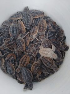 Baby sea turtles released, including albino hatchling item-thumbnail