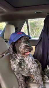 Toby the chick magnet says: ‘Meet me at the dog show’ item-thumbnail