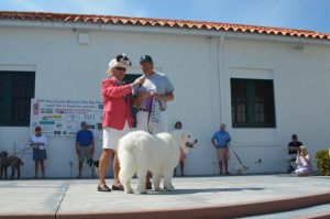 Top dog is … a big dog at the Boca Grande Woman’s Club Dog Show item-thumbnail