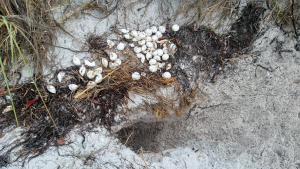 Suspected bobcat devours sea turtle nest; green turtle dies from injuries item-thumbnail