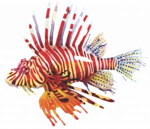 July 6 – 8 hunt and taste invasive lionfish at derby item-thumbnail