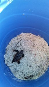 First baby sea turtles of the season emerge item-thumbnail