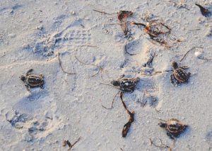 Gasparilla Island sea turtle update: Those babies are movin’ toward the Gulf! item-thumbnail