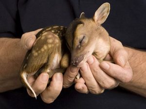 Wildlife Center seeks volunteers; training in October item-thumbnail