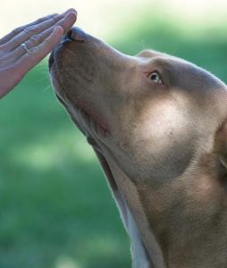 Pet blessing this Thursday item-thumbnail