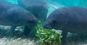 South Florida Museum redoubles manatee rehab efforts South Florida Museum redoubles manatee rehab efforts