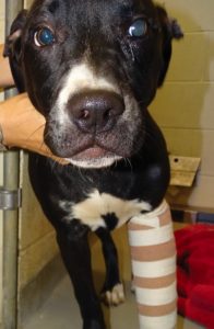 Injured dog taken in by island rescue is looking for help and a home item-thumbnail