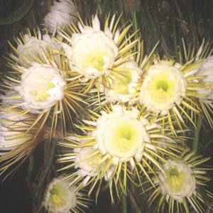 Queen of the Night: Now pay attention, this is cereus item-thumbnail