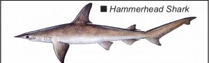 Big sharks, little sharks: The sharks that swim in our waters (Last in a three-part series ) Big sharks, little sharks: The sharks that swim in our waters (Last in a three-part series )