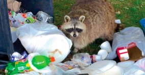 Trash containers full and it’s only Monday? There’s a fix for that Trash containers full and it’s only Monday? There’s a fix for that