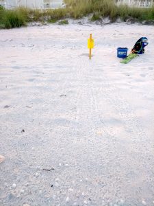 More hatchlings arrive, one stranding released; Kemps ridley still recovering More hatchlings arrive, one stranding released; Kemps ridley still recovering