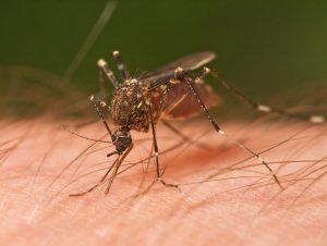 Is West Nile virus a concern in Boca Grande? Is West Nile virus a concern in Boca Grande?