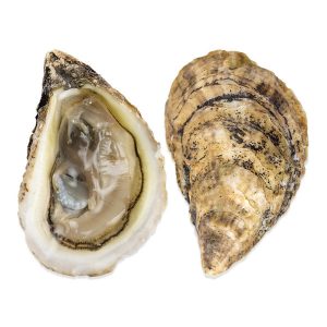 Is it safe to eat local shellfish? It depends … Charlotte County Extention Service explains details item-thumbnail