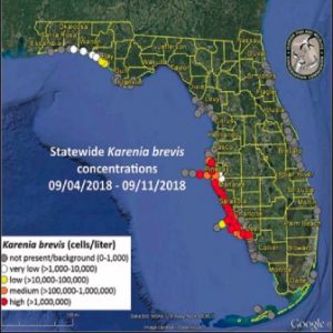 Red tide still rolls along Boca Grande beaches item-thumbnail