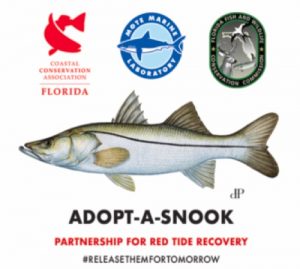 CCA Florida and FWC partners to support Southwest Coast snook population following red tide event item-thumbnail