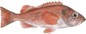 CCA Florida releases 10,000 redfish in Southwest Florida waters CCA Florida releases 10,000 redfish in Southwest Florida waters