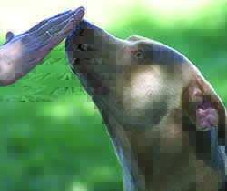 Blessing of the Animals to be held this Sunday item-thumbnail
