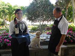 Suncoast featuring amazing items in Tennis Ball auction item-thumbnail