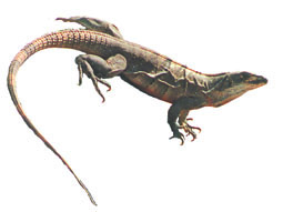 Iguana millage to increase, bidding process to begin soon item-thumbnail