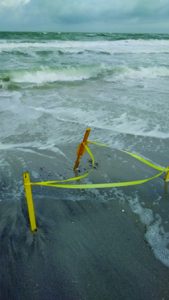 It’s a great nesting season, but beachgoers, predators and dogs present a problem item-thumbnail