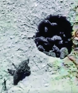 Turtle season ramping up, guests observe rare daytime hatch item-thumbnail
