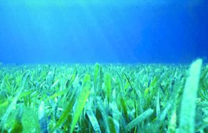 What’s going on in Charlotte Harbor waters? Mote investigates water quality item-thumbnail