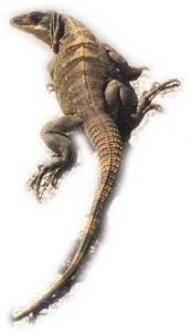 George the iguana guy is looking for a few good signatures item-thumbnail