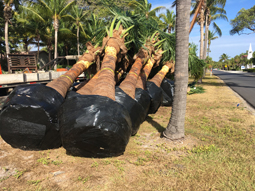 GICIA plays a part in Gilchrist palm tree planting item-thumbnail