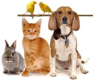 Furry friends from here to eternity item-thumbnail