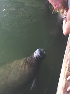 ‘Tis spring, and the male manatee’s thoughts turn to … love item-thumbnail