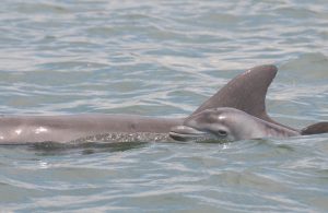 Memorial Day weekend marine life reminder item-thumbnail