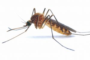 Mosquito control treatment times have changed Mosquito control treatment times have changed