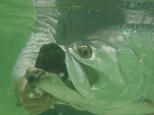 Bonefish Tarpon Trust to begin tagging in this area in August item-thumbnail
