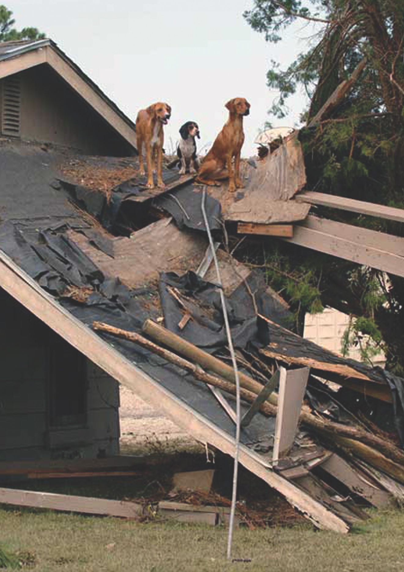 Disaster planning for residents with pets | Boca Beacon