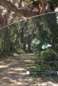 Final Irma cleanup conducted last week item-thumbnail