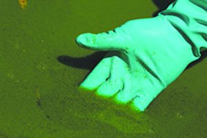 Could algae be destroying our brains? Could algae be destroying our brains?