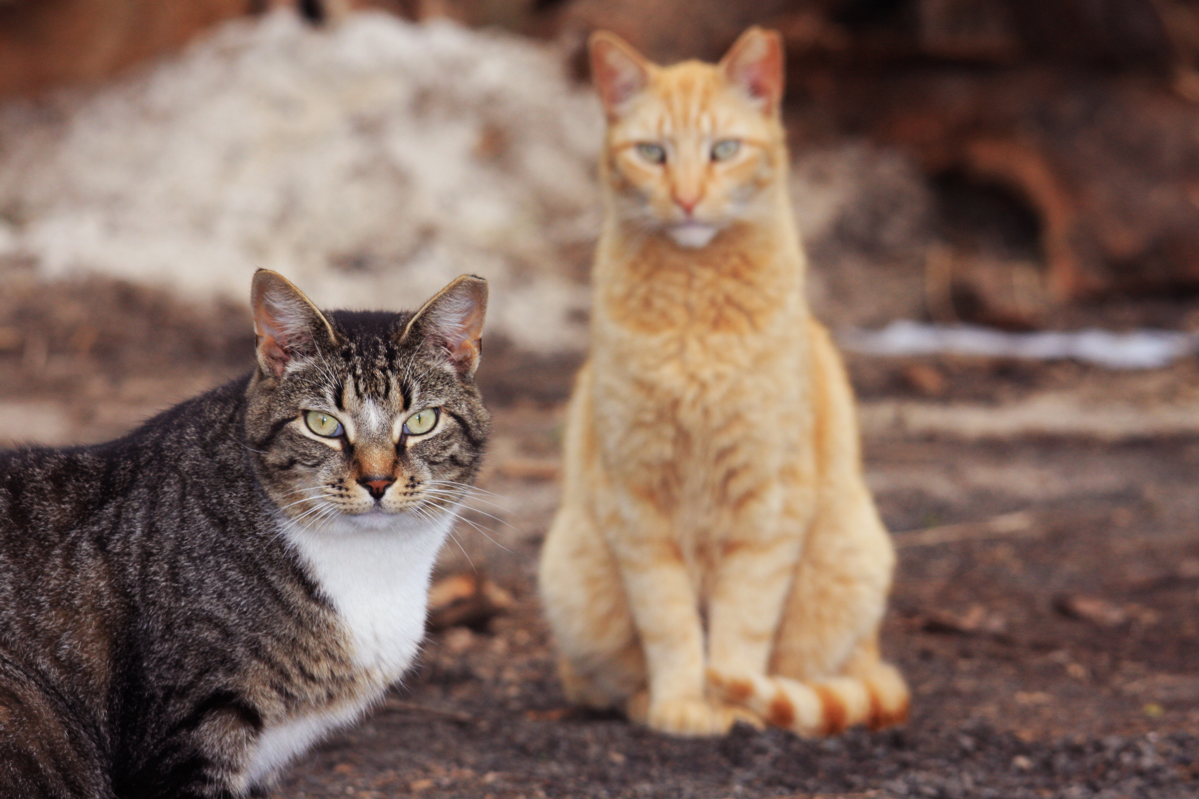 Want to help our feral cats? Give R.P . a call | Boca Beacon