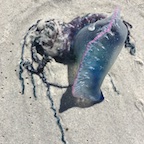 Man o’ War of the Worlds hit Boca Grande beaches Man o’ War of the Worlds hit Boca Grande beaches