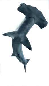 Beautiful and deadly: The sharks that swim in our waters, the people who love them and the people who fish them (A series in three parts) item-thumbnail