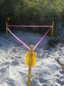Sea turtle hatchlings due any day, but will they survive red tide? item-thumbnail