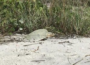 Lots of beach trash, several false crawls in this week’s turtle report Lots of beach trash, several false crawls in this week’s turtle report