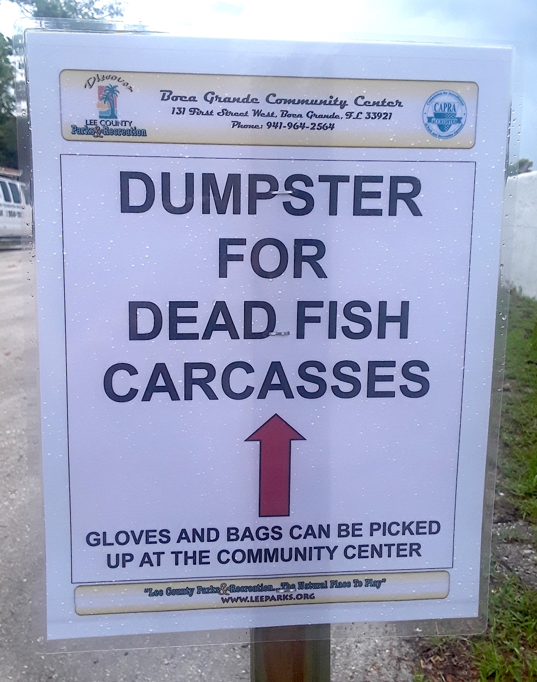 Boca Grande Dead Fish Disposal Boca Beacon