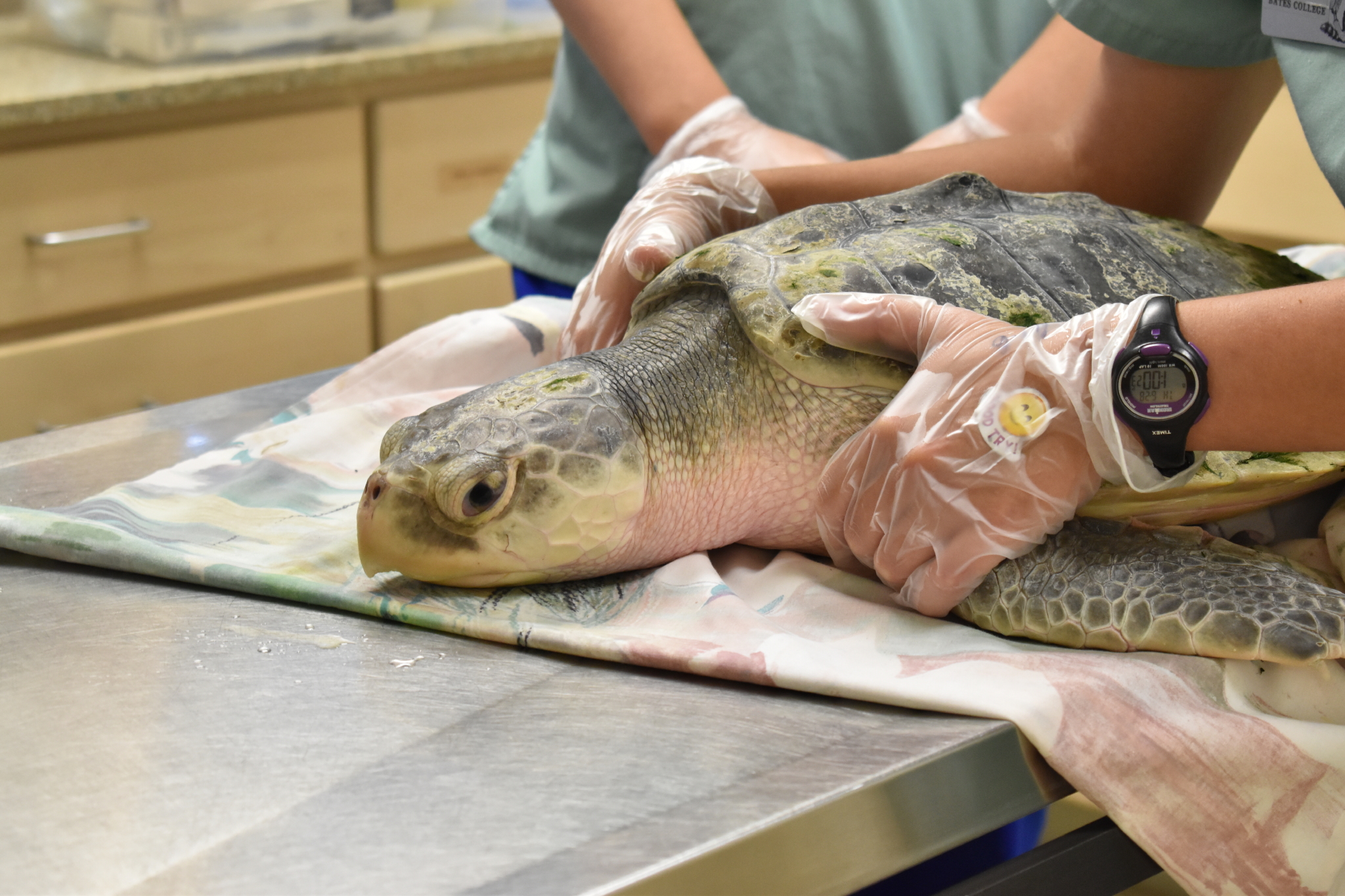 First hatchlings of the season arrive, rescued Kemp’s ridley turtle ...