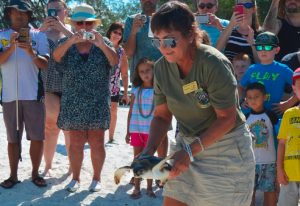 Sea turtle rescued in Boca Grande, released on Anna Maria Island Sea turtle rescued in Boca Grande, released on Anna Maria Island