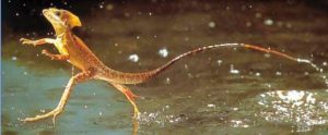 What’s this, another lizard on the island? One who walks on water? Well, why not What’s this, another lizard on the island? One who walks on water? Well, why not
