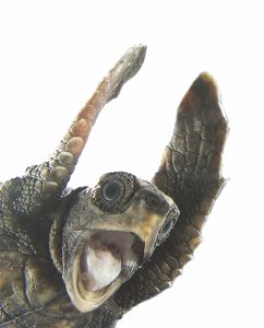 Turtle nest numbers up compared to this time last year item-thumbnail