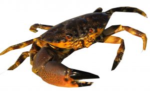 As stone crab season begins many wonder … are those crabs safe to eat? item-thumbnail
